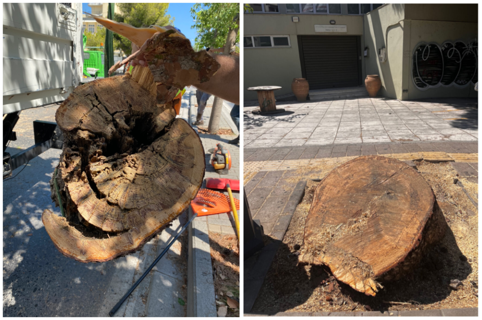 Το μεγάλο δέντρο που κόπηκε το Σάββατο έξω από το Εργατικό Κέντρο στο Ηράκλειο